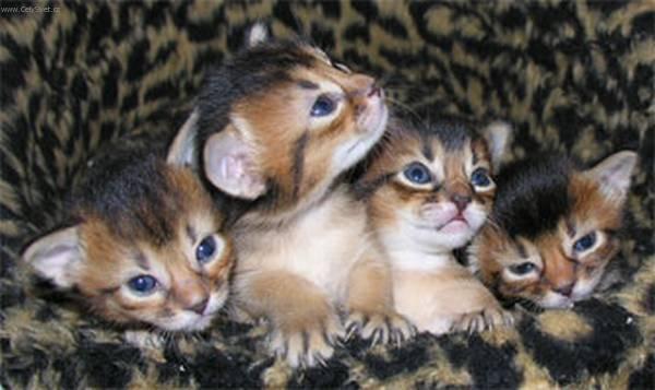 Photos: Somali (Cat) (pictures, images)