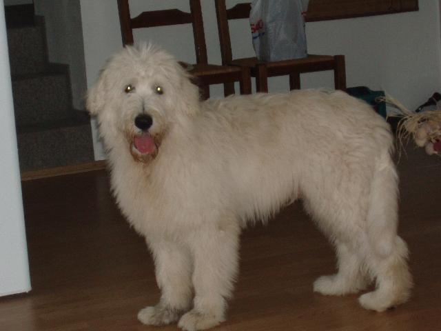 Photos: South russian shepherd dog (Dog standard) (pictures, images)