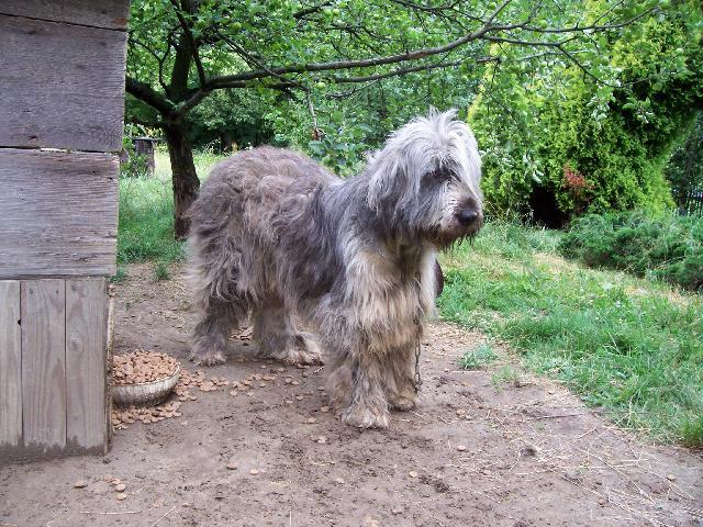 Photos: South russian shepherd dog (Dog standard) (pictures, images)