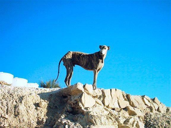Photos: Spanish greyhound (Dog standard) (pictures, images)
