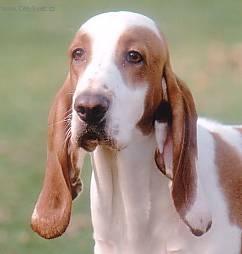 Photos: Spanish hound (Dog standard) (pictures, images)