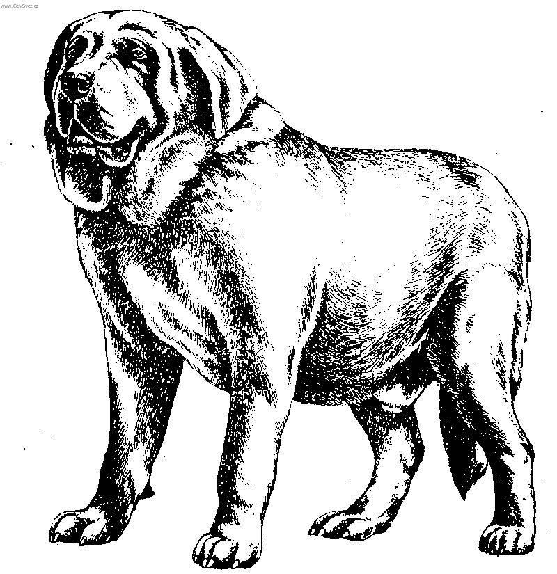 Photos: Spanish mastiff (Dog standard) (pictures, images)