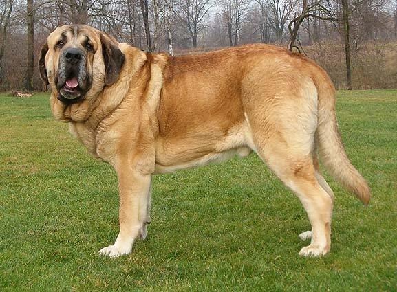 Spanish mastiff (Dog standard) (Mastin Espanol)