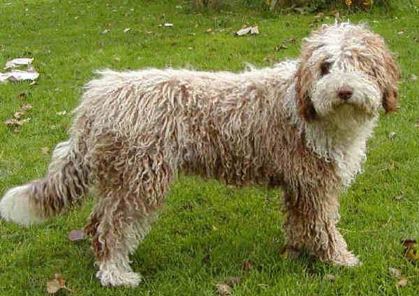 Photos: Spanish water dog (Dog standard) (pictures, images)