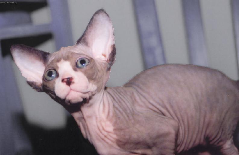 Photos: Sphynx (cat) (pictures, images)