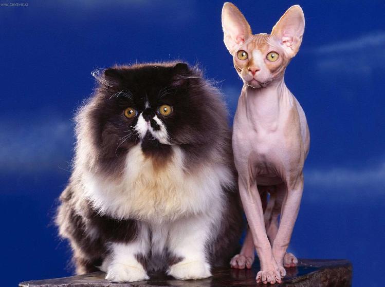 Photos: Sphynx (cat) (pictures, images)