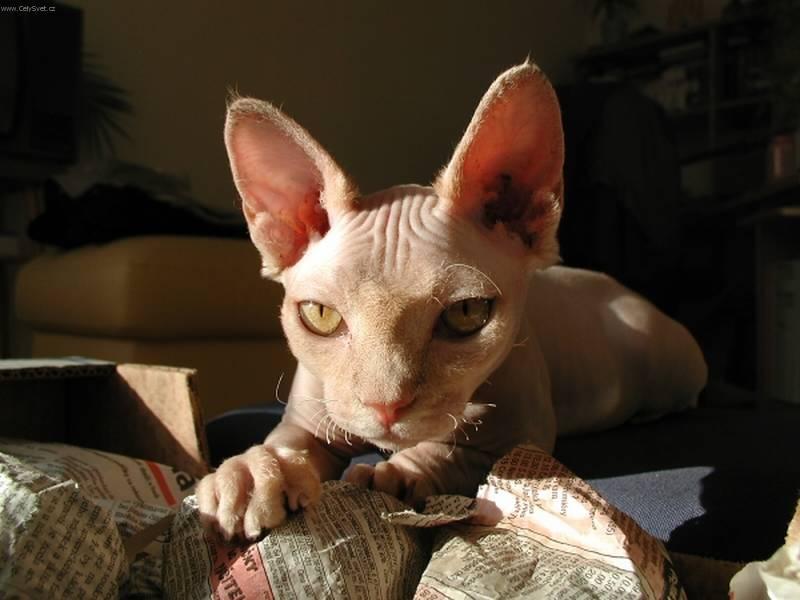 Photos: Sphynx (cat) (pictures, images)