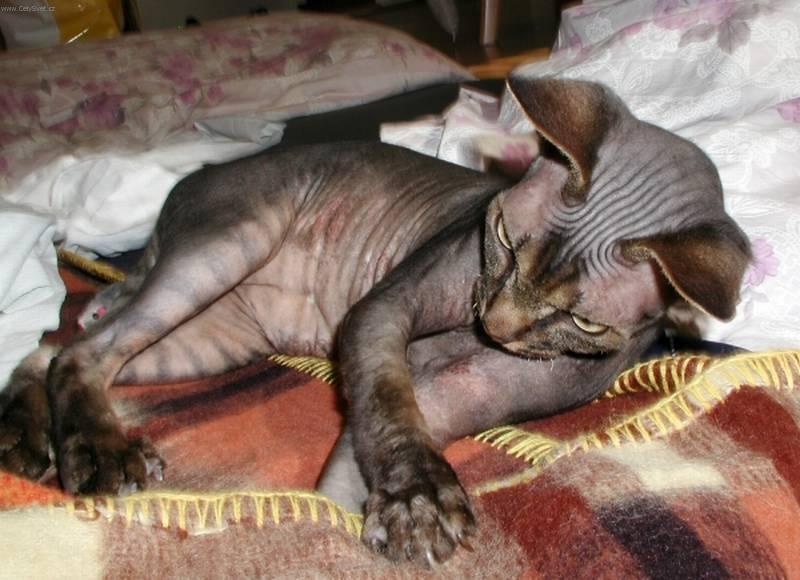 Photos: Sphynx (cat) (pictures, images)
