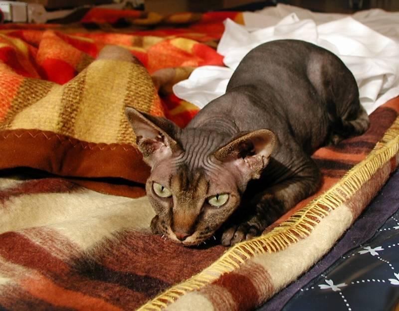Photos: Sphynx (cat) (pictures, images)
