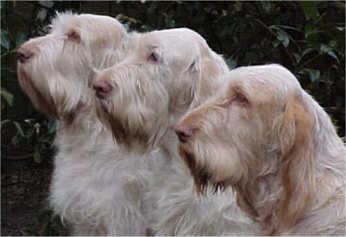 Photos: Spinone (Dog standard) (pictures, images)