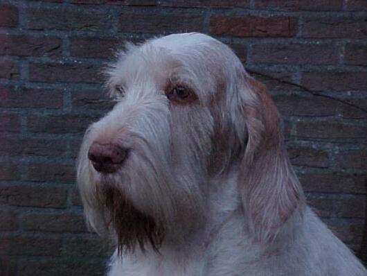 Photos: Spinone (Dog standard) (pictures, images)