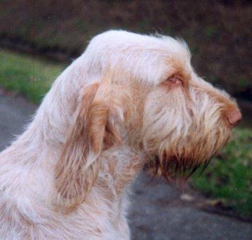 Photos: Spinone (Dog standard) (pictures, images)