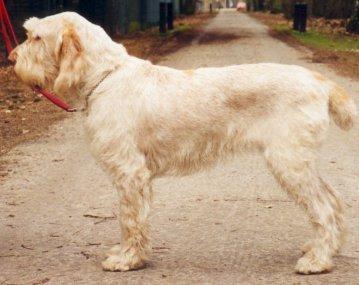 Photos: Spinone (Dog standard) (pictures, images)