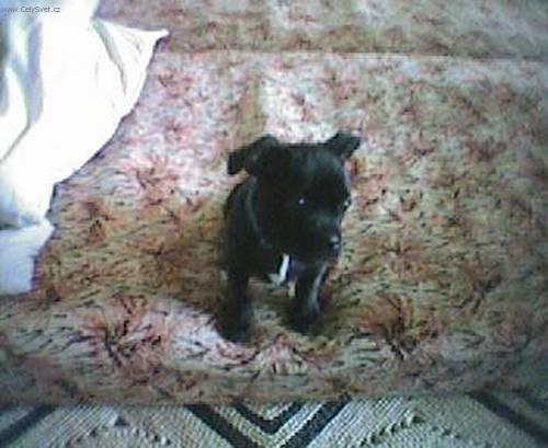 Photos: Staffordshire bull terrier (Dog standard) (pictures, images)