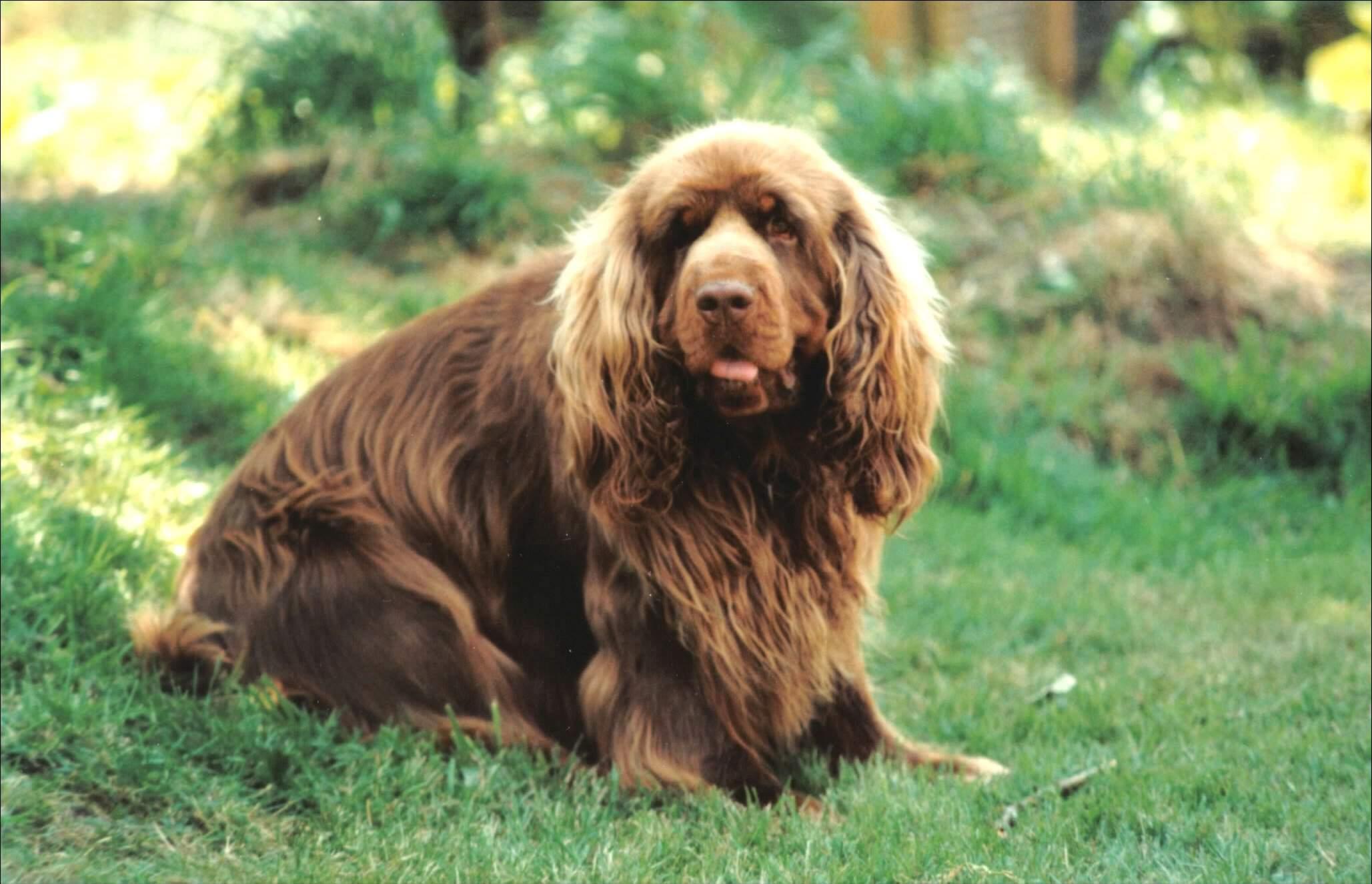 Photos: Sussex spaniel (Dog standard) (pictures, images)