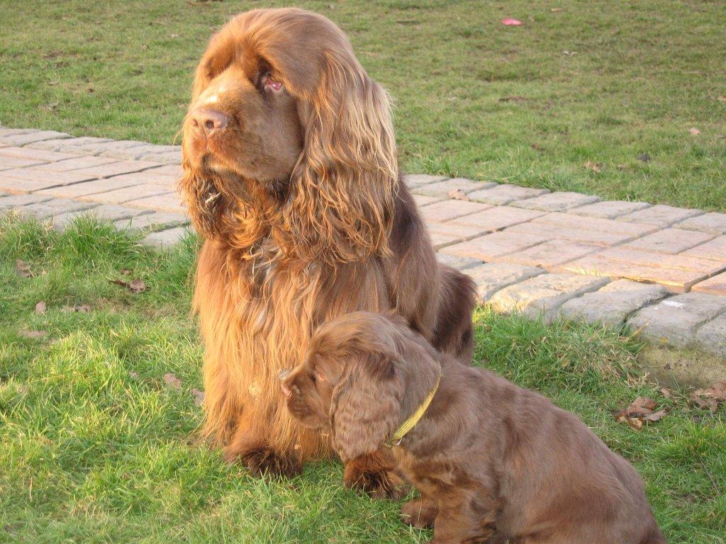 Photos: Sussex spaniel (Dog standard) (pictures, images)