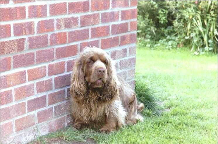Photos: Sussex spaniel (Dog standard) (pictures, images)