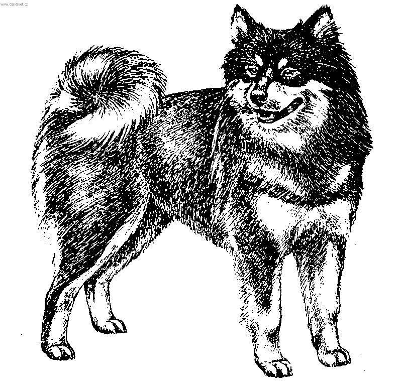 Photos: Swedish lapphund (Dog standard) (pictures, images)