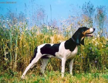 Photos: Swiss hound (Dog standard) (pictures, images)