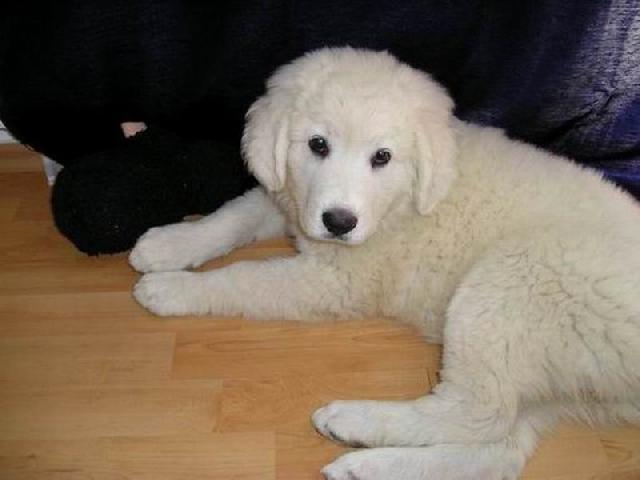 Photos: Tatra shepherd dog (Dog standard) (pictures, images)
