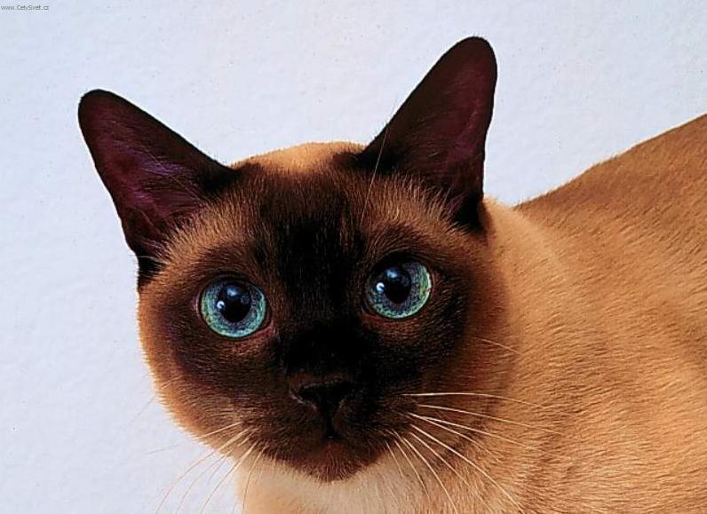 Photos: Thai (Cat) (pictures, images)