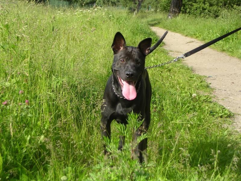 Photos: Thai ridgeback dog (Dog standard) (pictures, images)