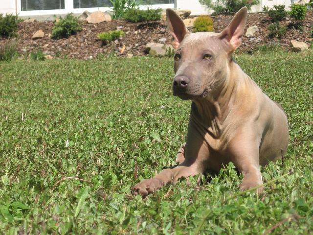 Photos: Thai ridgeback dog (Dog standard) (pictures, images)