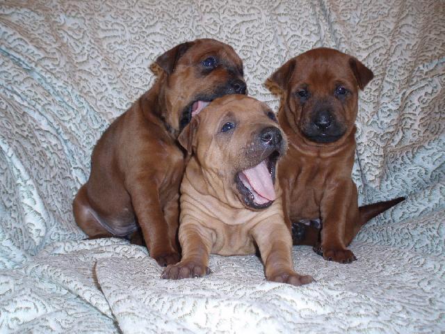 Photos: Thai ridgeback dog (Dog standard) (pictures, images)