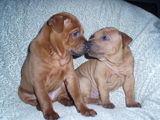 Photos: Thai ridgeback dog (Dog standard) (pictures, images)