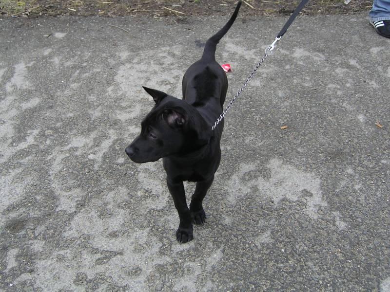 Photos: Thai ridgeback dog (Dog standard) (pictures, images)