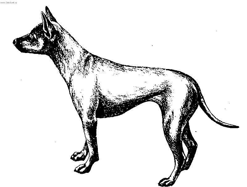 Photos: Thai ridgeback dog (Dog standard) (pictures, images)