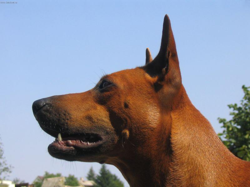 Photos: Thai ridgeback dog (Dog standard) (pictures, images)