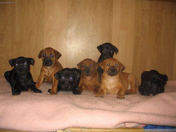 Photos: Thai ridgeback dog (Dog standard) (pictures, images)