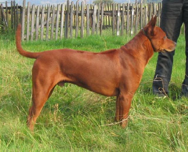 Photos: Thai ridgeback dog (Dog standard) (pictures, images)