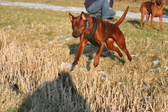 Photos: Thai ridgeback dog (Dog standard) (pictures, images)