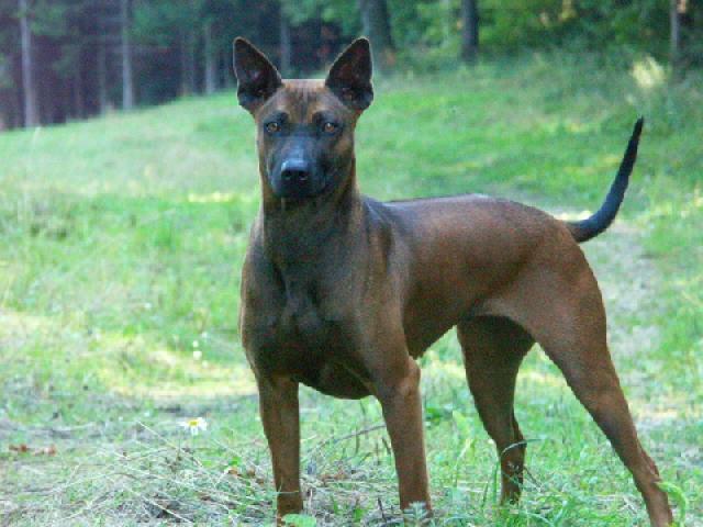 Photos: Thai ridgeback dog (Dog standard) (pictures, images)