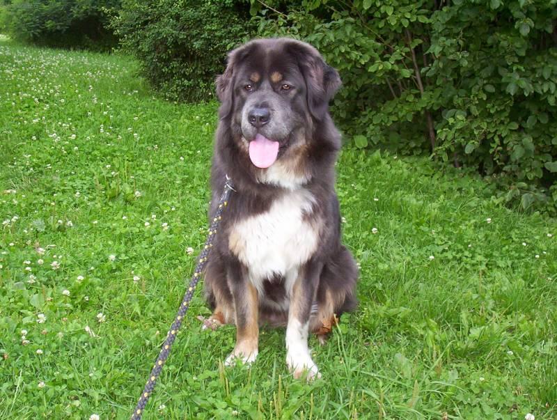 Photos: Tibetan Mastiff (Dog standard) (pictures, images)