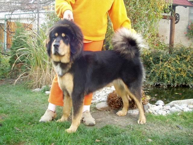 Photos: Tibetan Mastiff (Dog standard) (pictures, images)