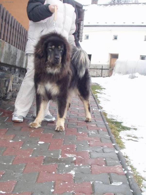 Photos: Tibetan Mastiff (Dog standard) (pictures, images)