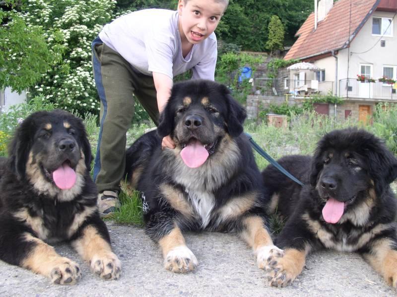 Photos: Tibetan Mastiff (Dog standard) (pictures, images)