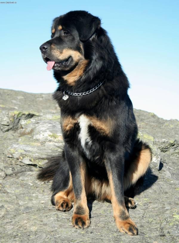 Photos: Tibetan Mastiff (Dog standard) (pictures, images)