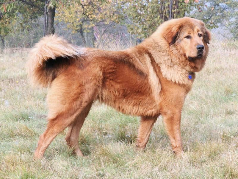 Photos: Tibetan Mastiff (Dog standard) (pictures, images)