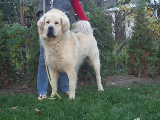 Photos: Tibetan Mastiff (Dog standard) (pictures, images)