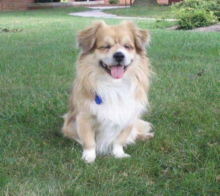 Photos: Tibetan spaniel (Dog standard) (pictures, images)