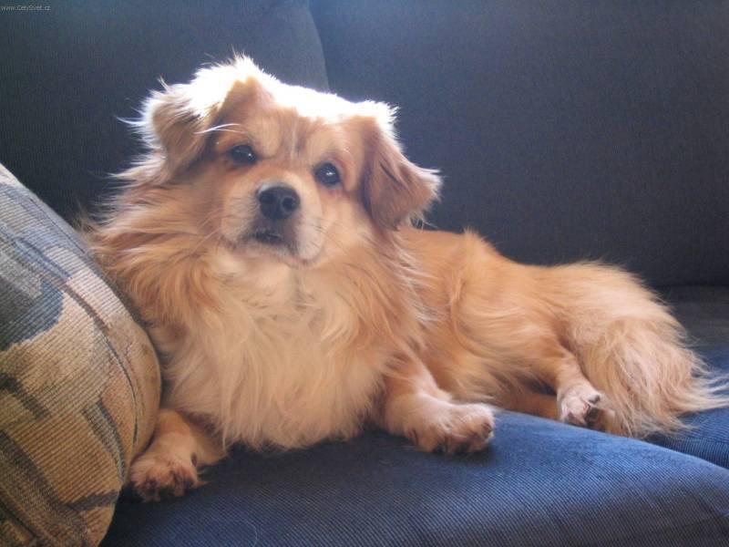 Photos: Tibetan spaniel (Dog standard) (pictures, images)