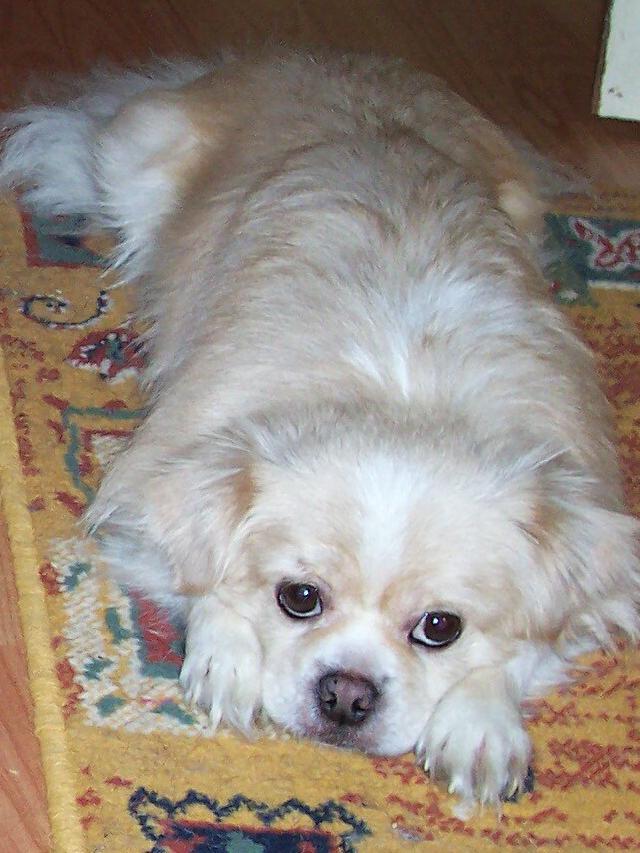 Photos: Tibetan spaniel (Dog standard) (pictures, images)
