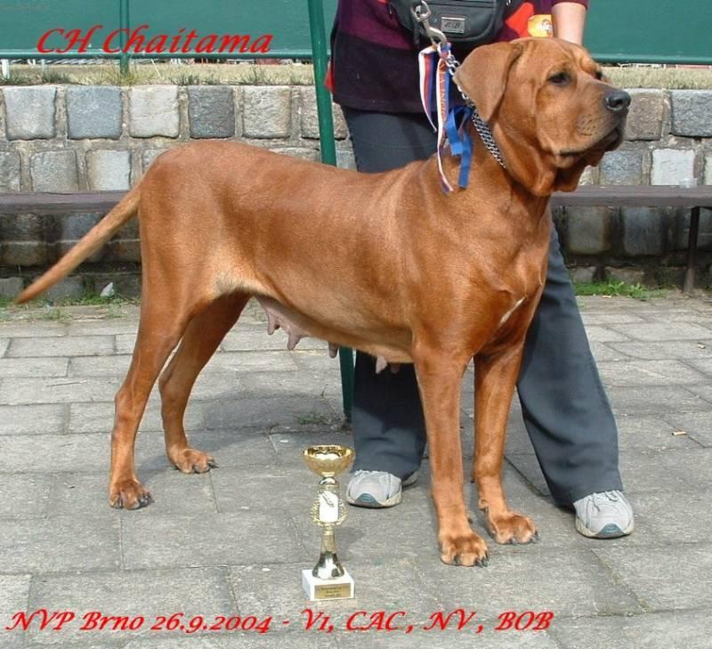 Photos: Tosa (Dog standard) (pictures, images)