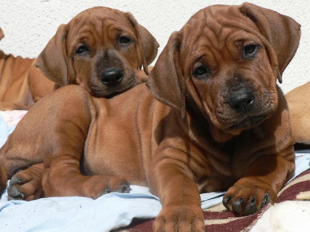 Photos: Tosa (Dog standard) (pictures, images)