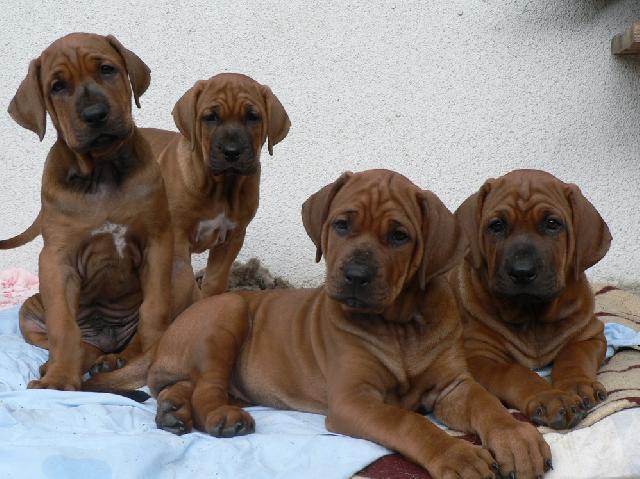 Photos: Tosa (Dog standard) (pictures, images)