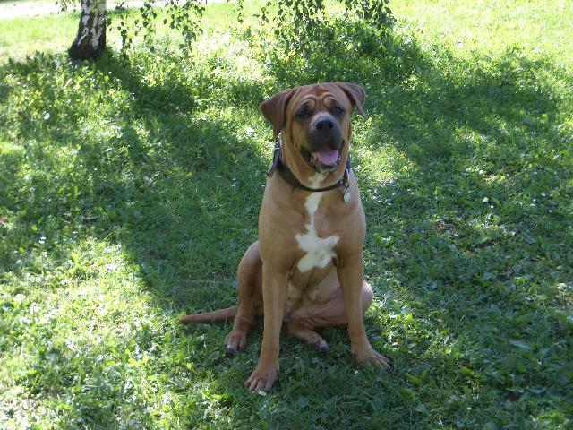 Photos: Tosa (Dog standard) (pictures, images)